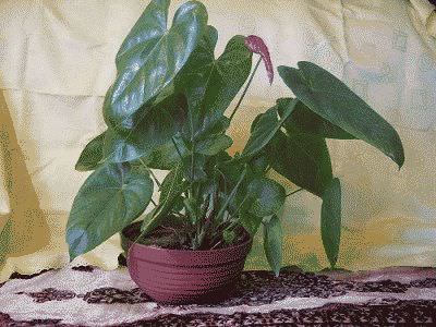 домашний антуриум