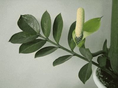 цветения замиокулькас