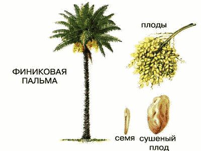 финиковая пальма