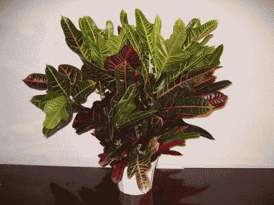 растение кротон дома