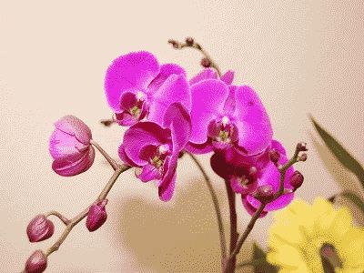красота цветка