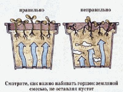 пересаживаем пальму