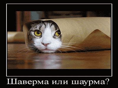 прикол с котом