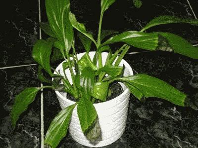 уход за цветком