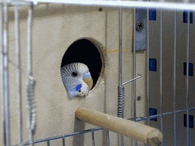 Дома вырастить попугая