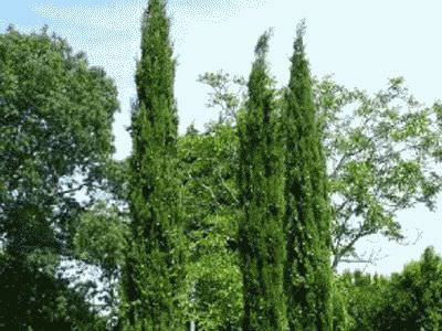 Освещение для кипариса