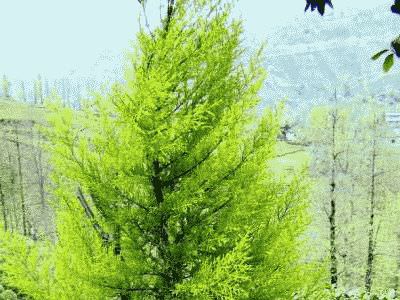 Как ухаживать за кипарисом