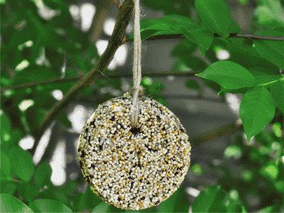 Съедобная птичья кормушка