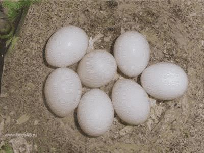 Размножение попугаев