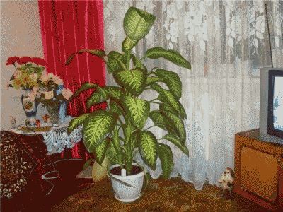 Диффенбахия в домашних условиях