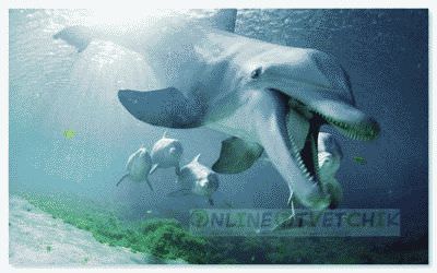 Акулы бояться стаи дельфинов