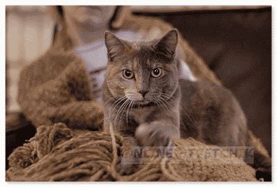 Домашние животные дома