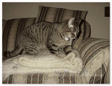 Кошка лечит своим теплом