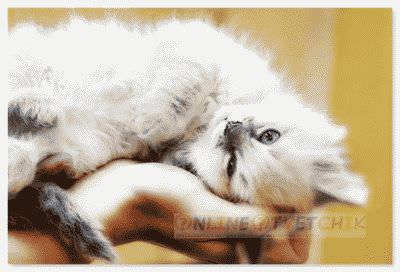 Маленькие кошечки всегда радость