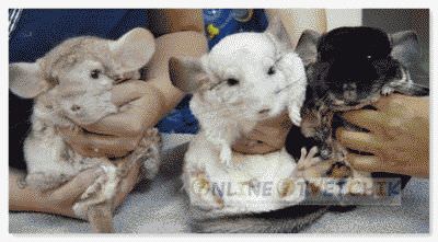 Шиншиллы уход дома