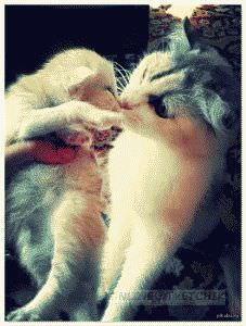 Лучшие питомцы бродячие котята