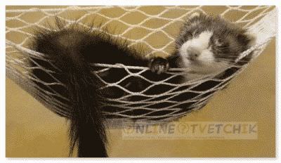 Хорьков разводить дома