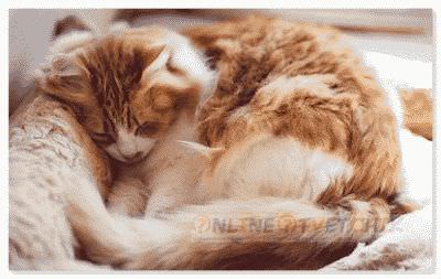 Восполение и лечение теплом кота