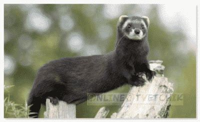 Кормление домашнего хорька