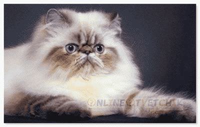 Загадочное существо - кошка