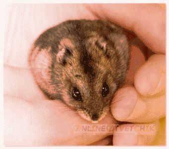 Джунгарский хомяки для деток