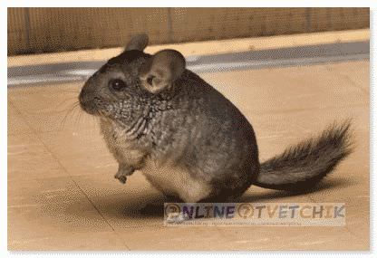 Шиншилла дома