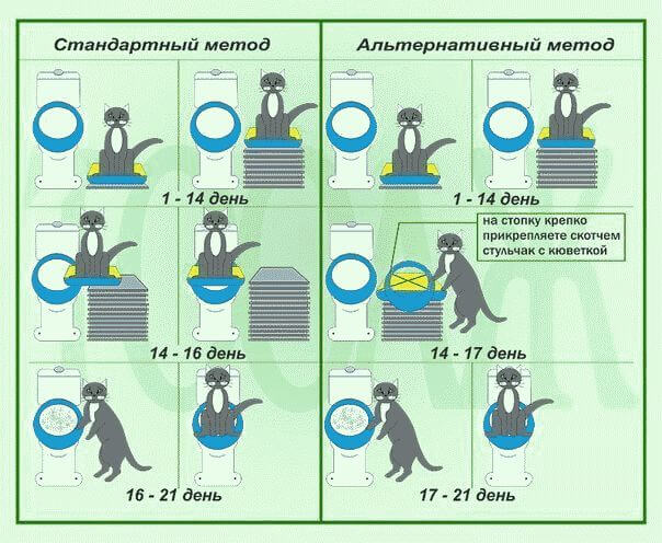 Как приучить котенка к туалету