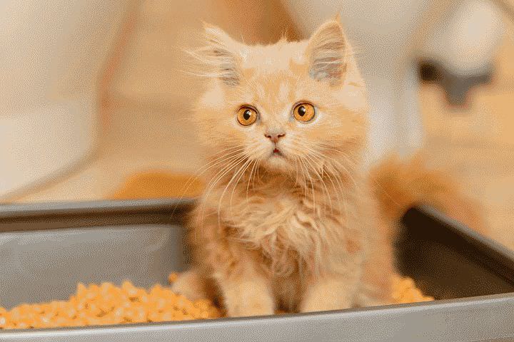 Как приучить котенка к туалету