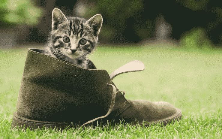 foto-of-a-young-cat-sitting-in-a-shoe-hd-cats-wallpapers