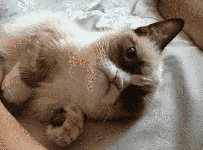 болезни кошек симптомы и лечение
