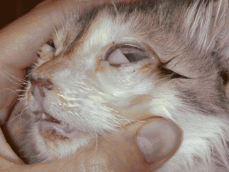 болезни кошек симптомы и лечение