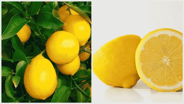 Как вырастить лимон из косточки в домашних условиях?