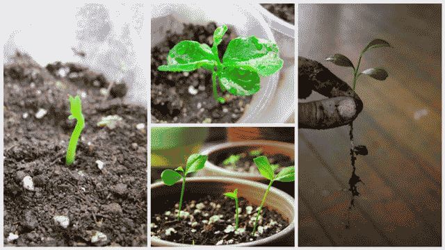 Как вырастить лимон из косточки в домашних условиях?