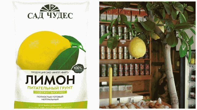 Как вырастить лимон из косточки в домашних условиях?