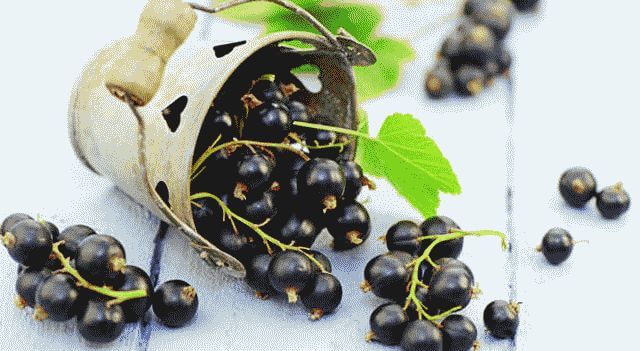 Как сделать вино из смородины в домашних условиях?