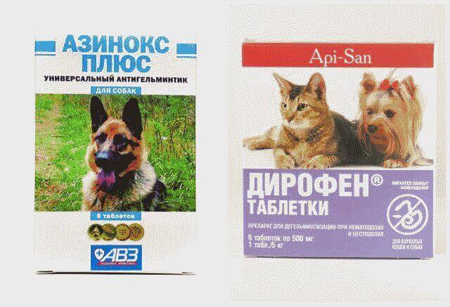 Глисты у собаки: симптомы и лечение
