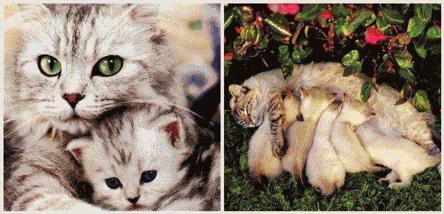 Как понять, что кошка беременна?