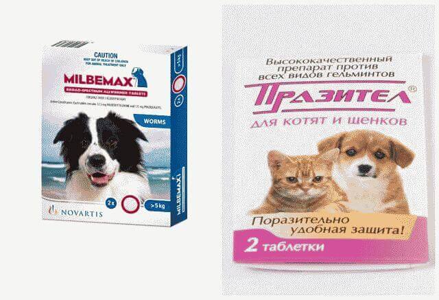 Глисты у собаки: симптомы и лечение