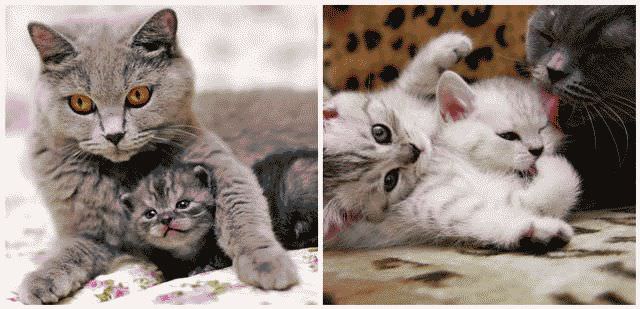 Как понять, что кошка беременна?