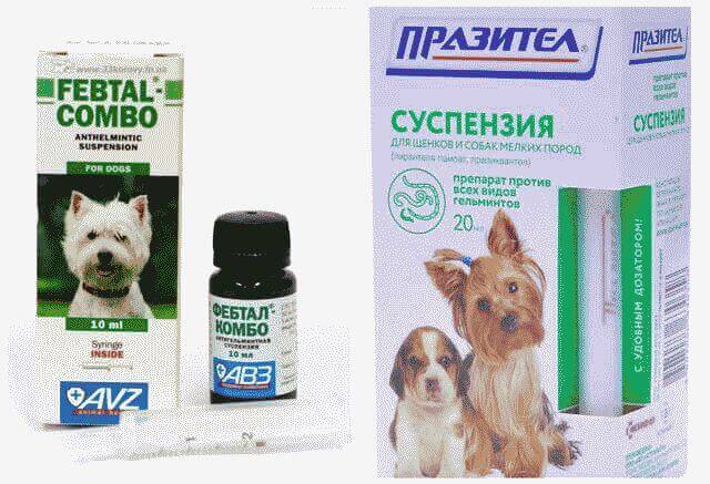 Глисты у собаки: симптомы и лечение