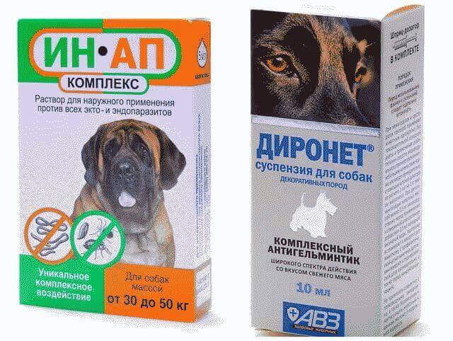 Глисты у собаки: симптомы и лечение