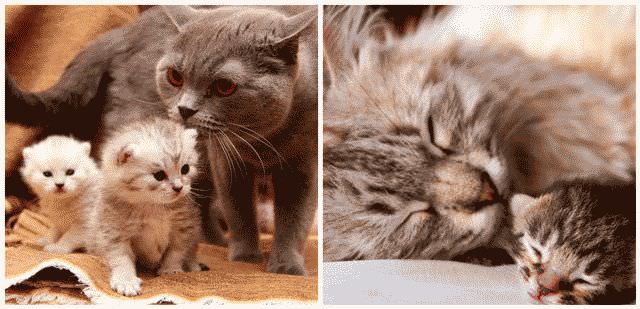 Как понять, что кошка беременна?