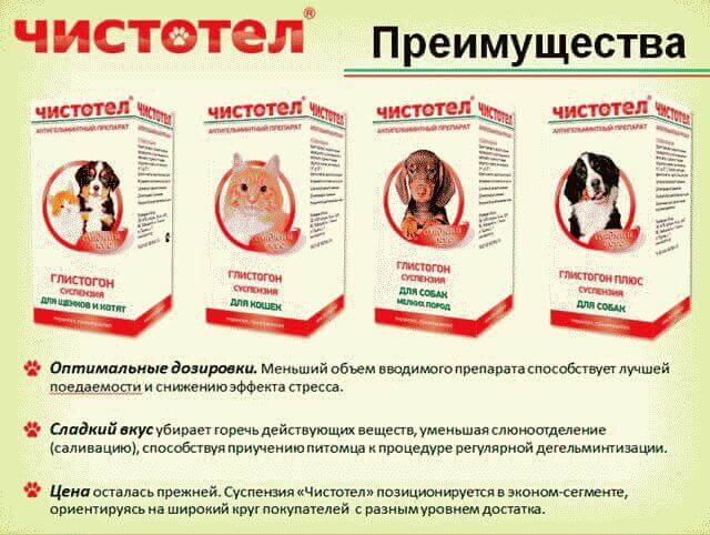 Глисты у собаки: симптомы и лечение