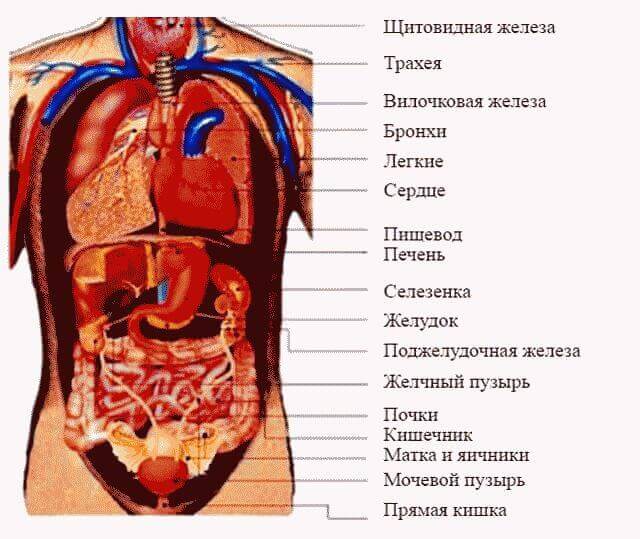 Боль в правом боку под ребрами спереди и сзади
